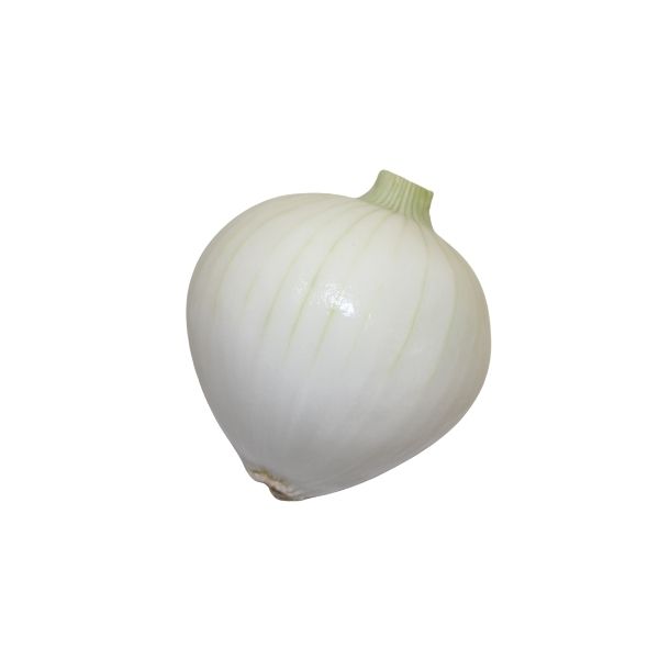CEBOLLA